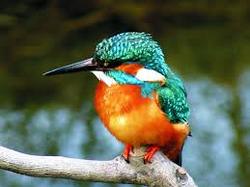 Dividend of the week - Kingfisher
